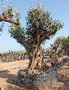 ONR22 - Olea Europaea Ejemplar centenario REF.22 Malla Metálica