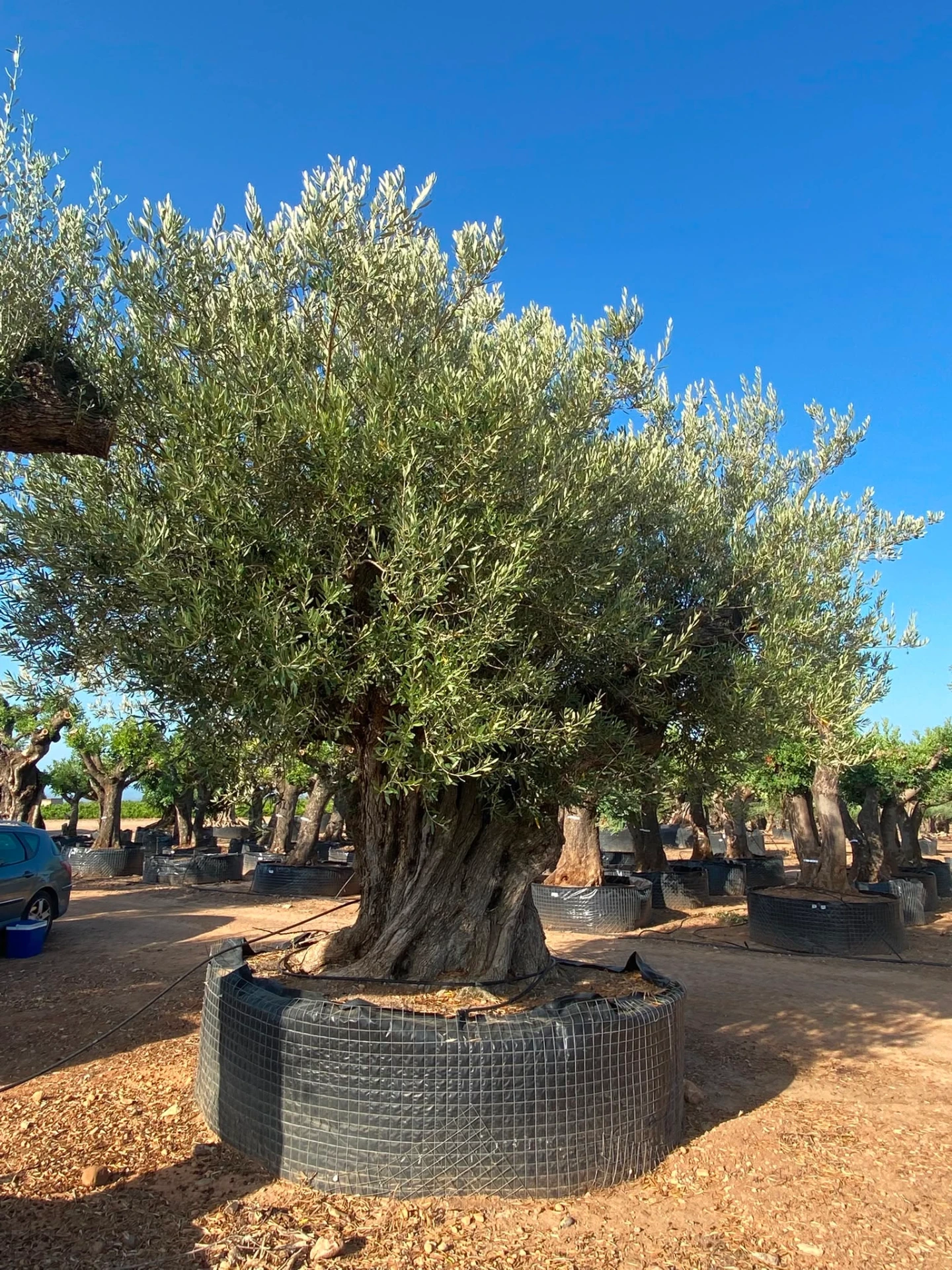 ONR28 - Olea Europaea Ejemplar centenario REF.28 Malla Metálica