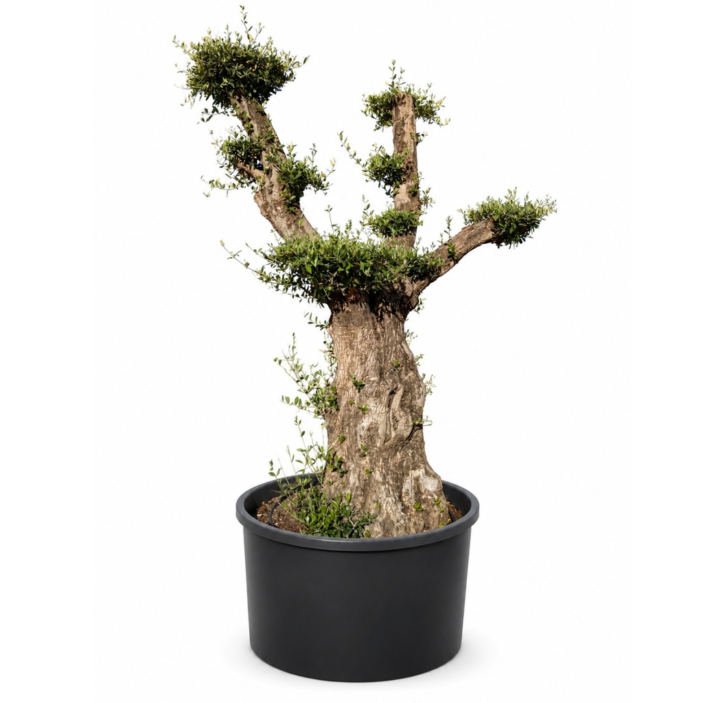 OPC100 - Olea Europaea Pompón