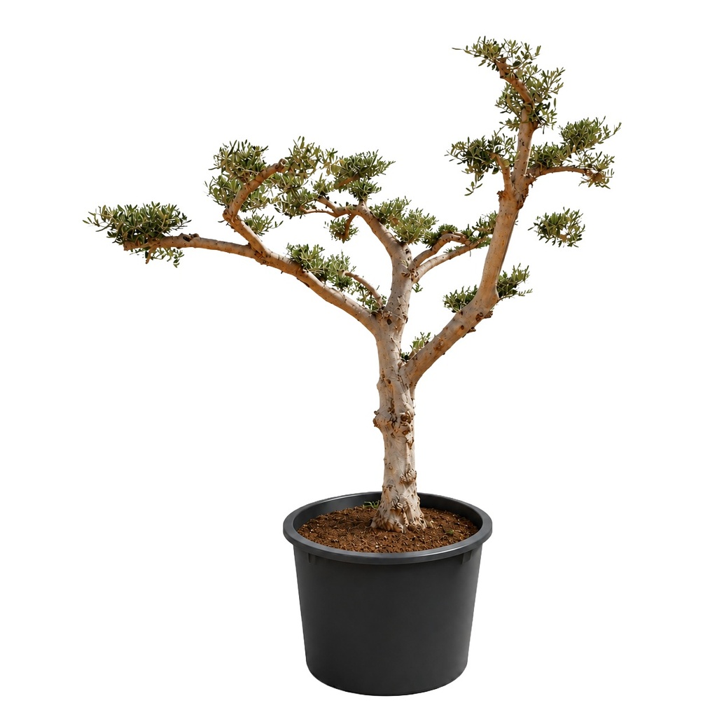 OPC60 - Olea Europaea Pompón
