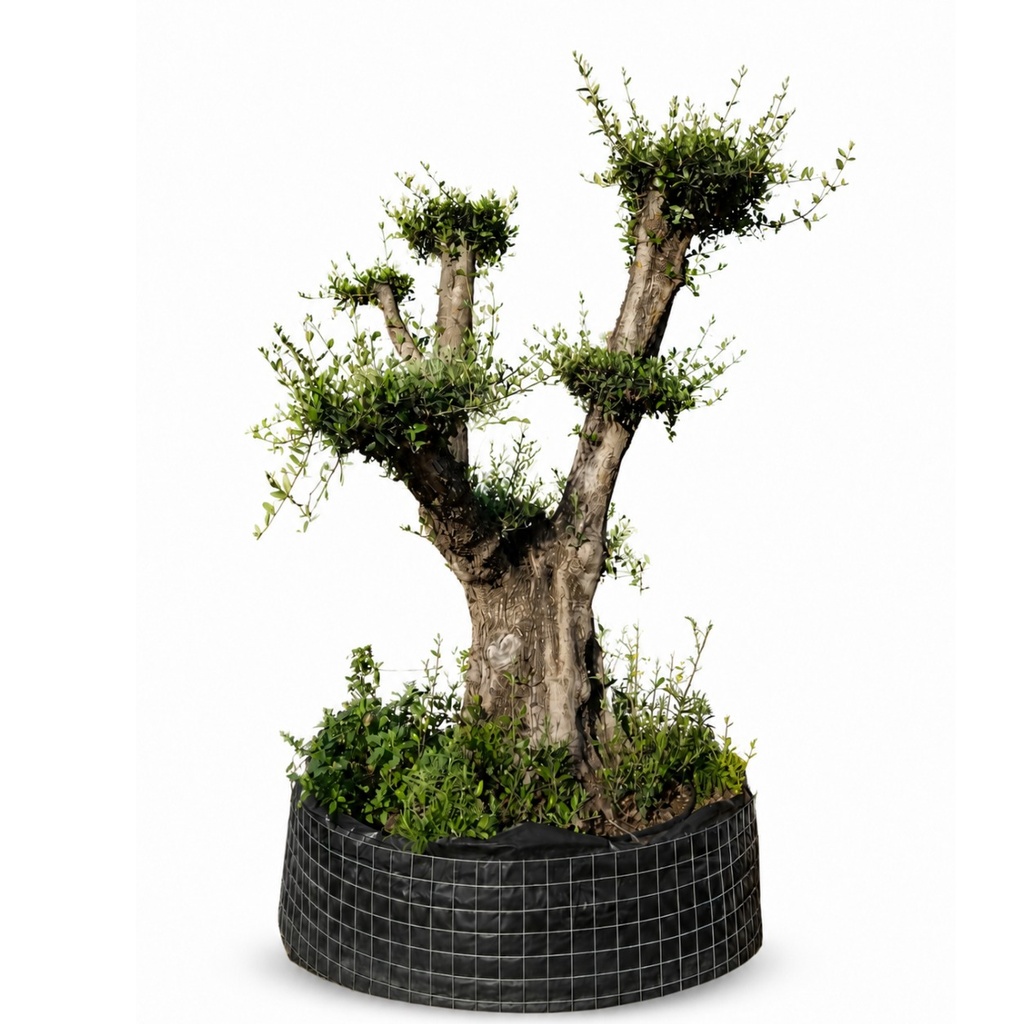 OPM100 - Olea Europaea Pompón en Malla