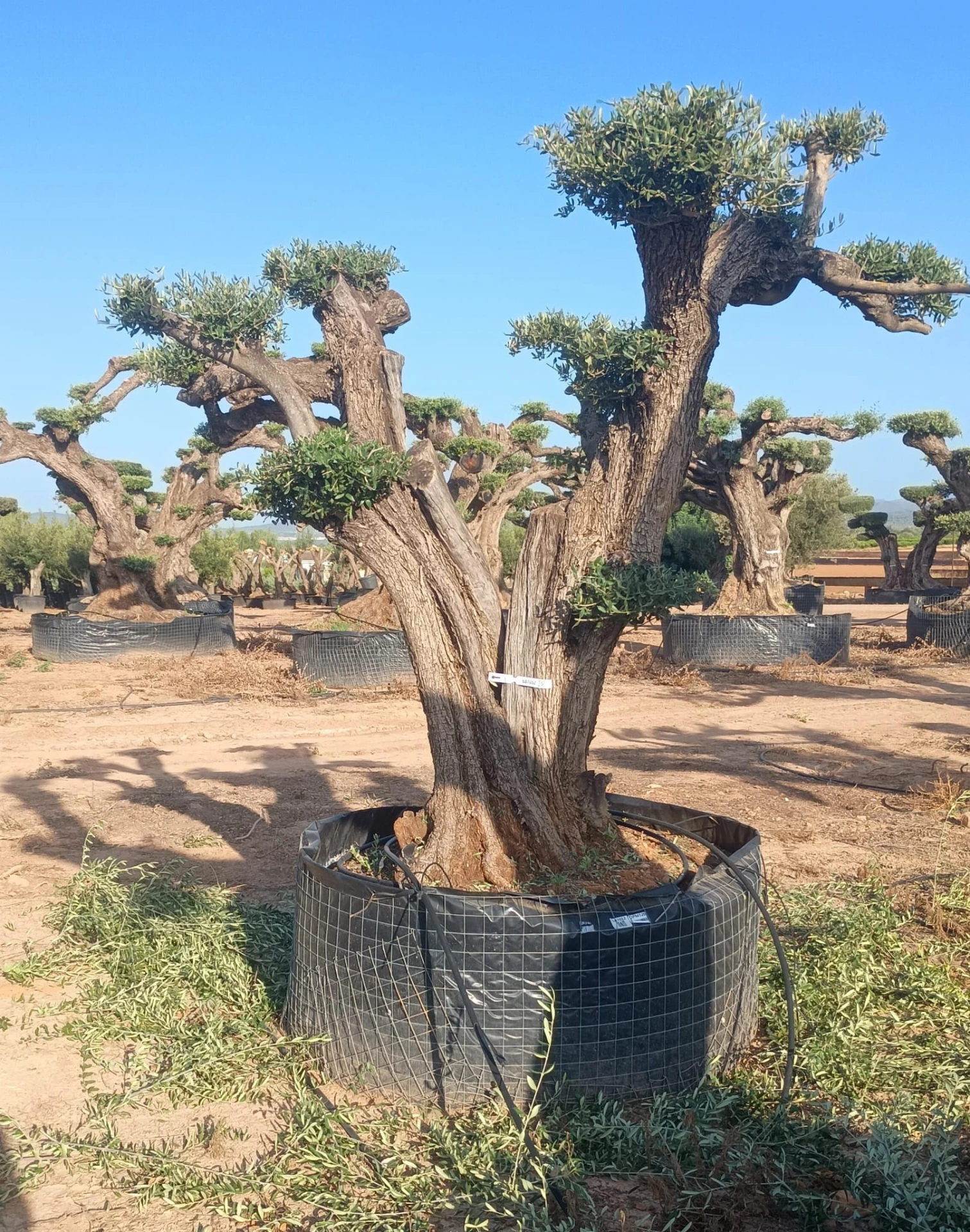 OPM120 - Olea Europaea Pompón en Malla