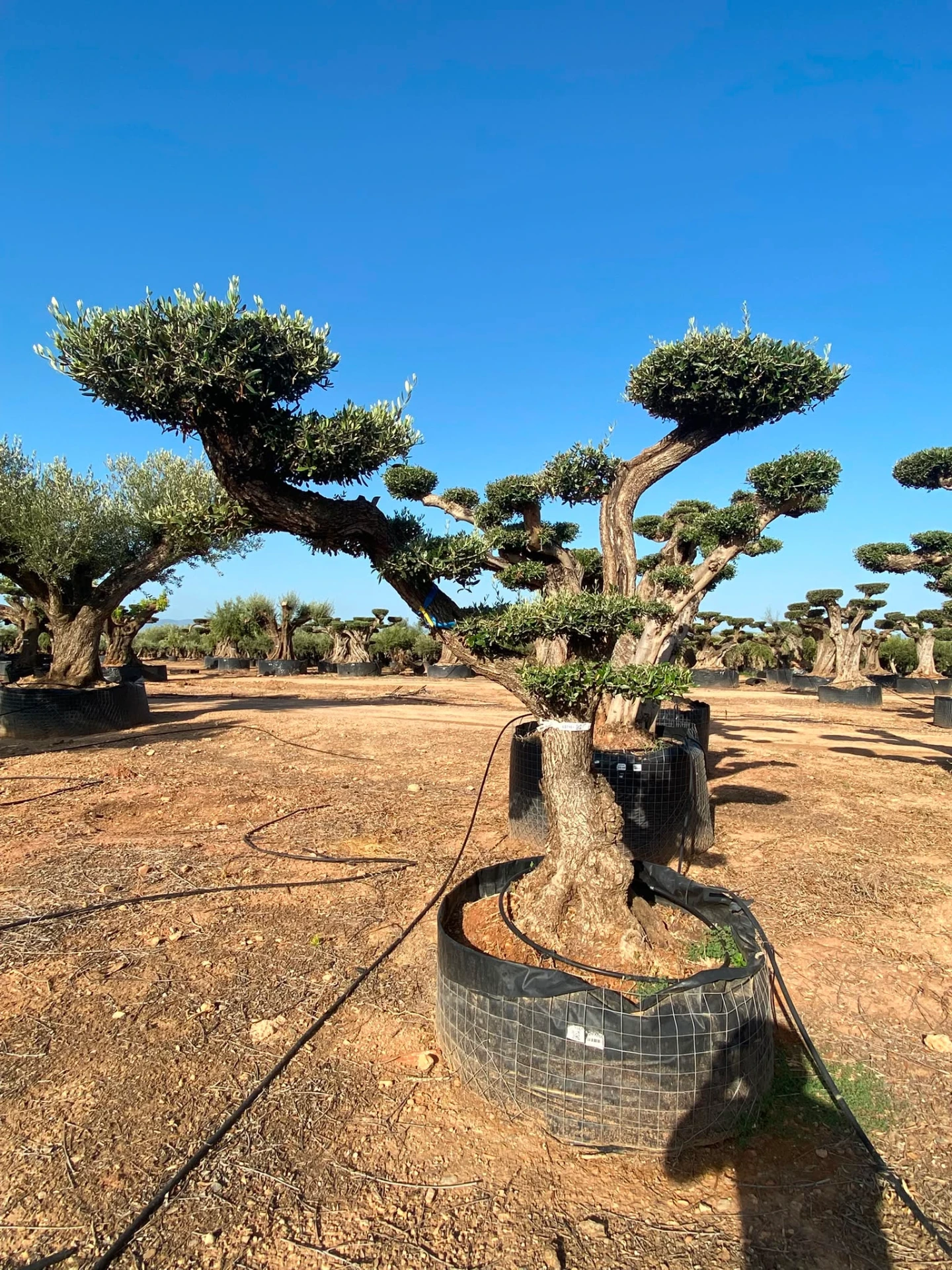 OPM60 - Olea Europaea Pompón en Malla