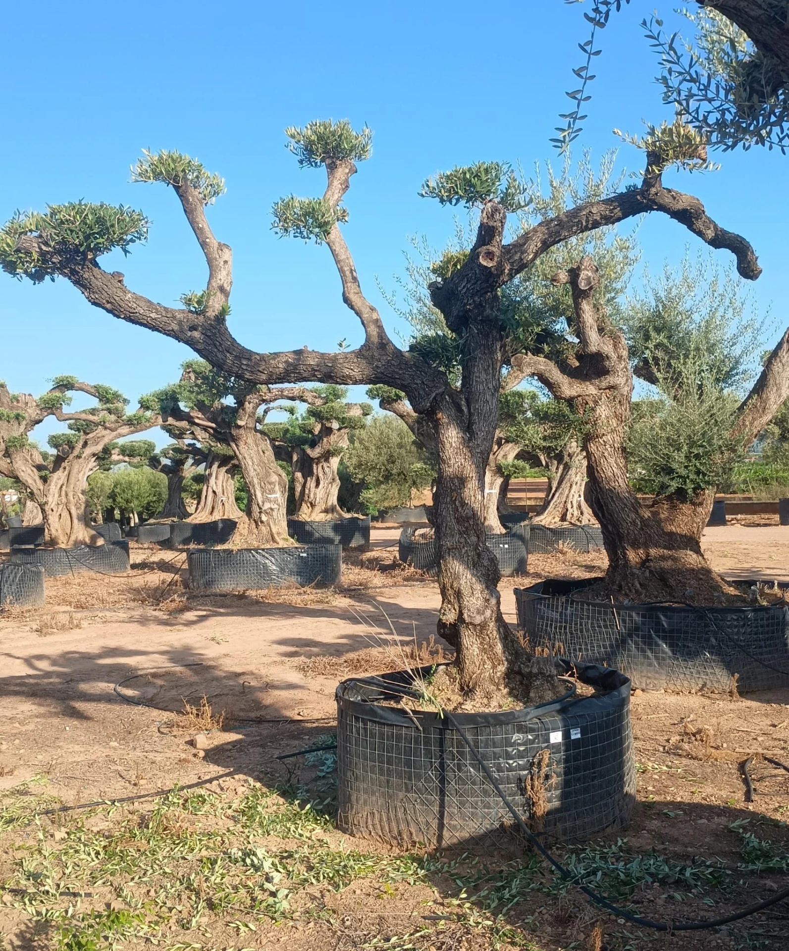 OPM80 - Olea Europaea Pompón en Malla