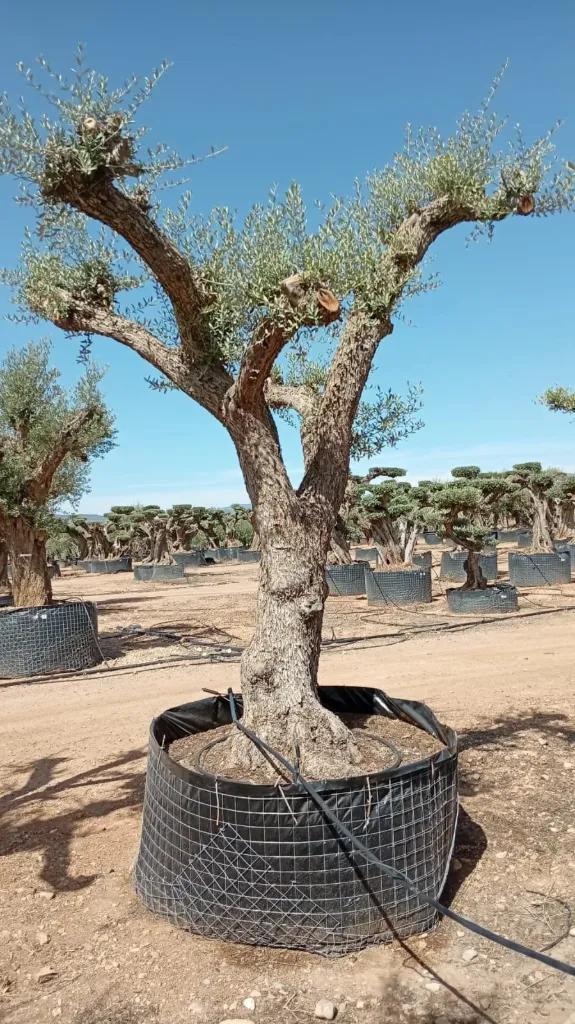OPR01 - Olea Europaea Pompón Ejemplar cent. REF 01 Malla Metálica