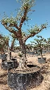 OPR02 - Olea Europaea Pompón ejemplar cent. REF 02 Malla Metálica
