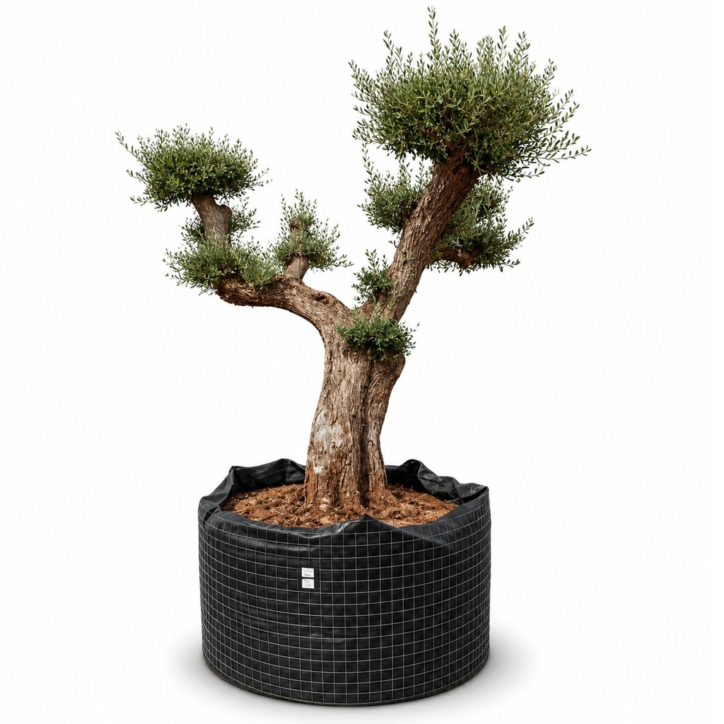 OPR02 - Olea Europaea Pompón ejemplar cent. REF 02 Malla Metálica