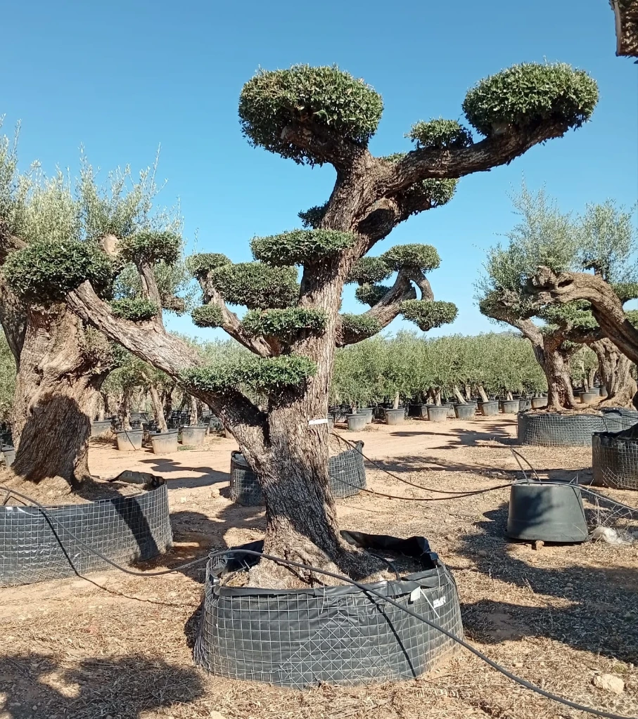 OPR03 - Olea Europaea Pompón ejemplar cent. REF 03 Malla Metálica