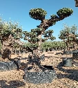 OPR03 - Olea Europaea Pompón ejemplar cent. REF 03 Malla Metálica