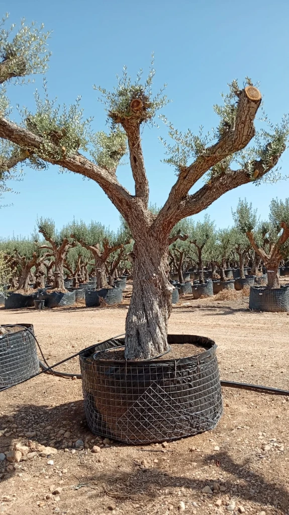 OPR04 - Olea Europaea Pompón ejemplar cent. REF 04 Malla Metálica