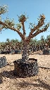 OPR04 - Olea Europaea Pompón ejemplar cent. REF 04 Malla Metálica