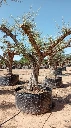 OPR05 - Olea Europaea Pompón ejemplar cent. REF 05 Malla Metálica