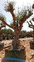 OPR05 - Olea Europaea Pompón ejemplar cent. REF 05 Malla Metálica