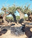 OPR06 - Olea Europaea Pompón ejemplar cent. REF 06 Malla Metálica