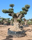 OPR11 - Olea Europaea Pompón ejemplar cent. REF 11 Malla Metálica