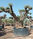 OPR11 - Olea Europaea Pompón ejemplar cent. REF 11 Malla Metálica