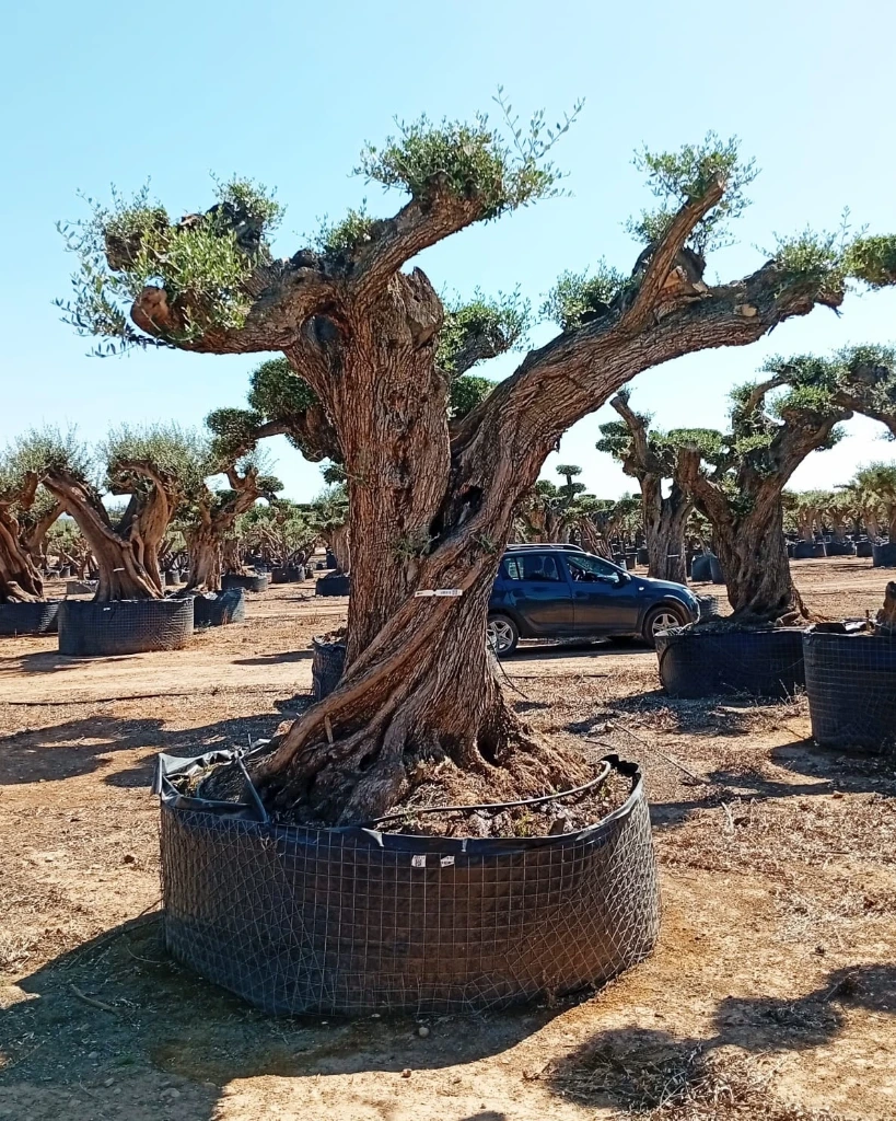 OPR11 - Olea Europaea Pompón ejemplar cent. REF 11 Malla Metálica