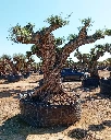 OPR11 - Olea Europaea Pompón ejemplar cent. REF 11 Malla Metálica