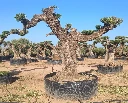 OPR11 - Olea Europaea Pompón ejemplar cent. REF 11 Malla Metálica