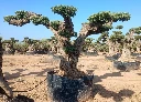 OPR11 - Olea Europaea Pompón ejemplar cent. REF 11 Malla Metálica