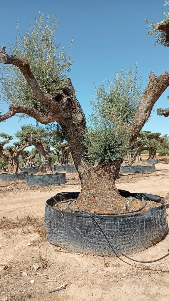 OPR12 - Olea Europaea Pompón ejemplar cent. REF 12 Malla Metálica