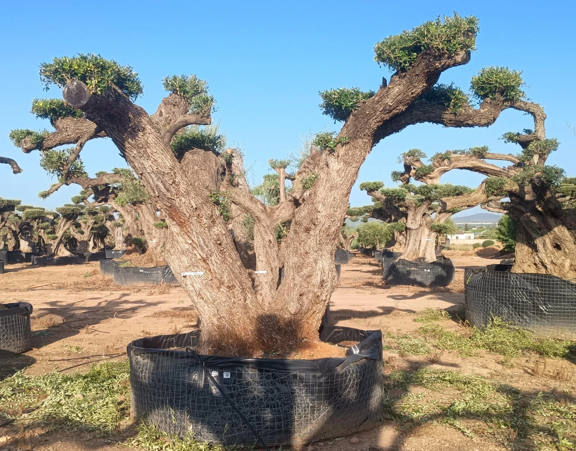 OPR12 - Olea Europaea Pompón ejemplar cent. REF 12 Malla Metálica