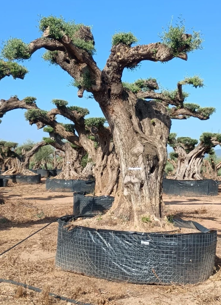 OPR13 - Olea Europaea Pompón ejemplar cent. REF 13 Malla Metálica