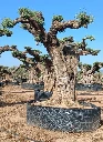 OPR13 - Olea Europaea Pompón ejemplar cent. REF 13 Malla Metálica