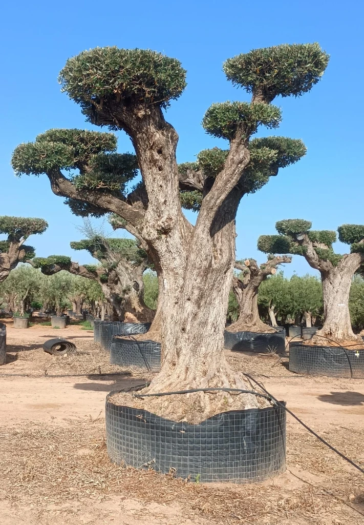 OPR13 - Olea Europaea Pompón ejemplar cent. REF 13 Malla Metálica