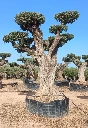 OPR13 - Olea Europaea Pompón ejemplar cent. REF 13 Malla Metálica