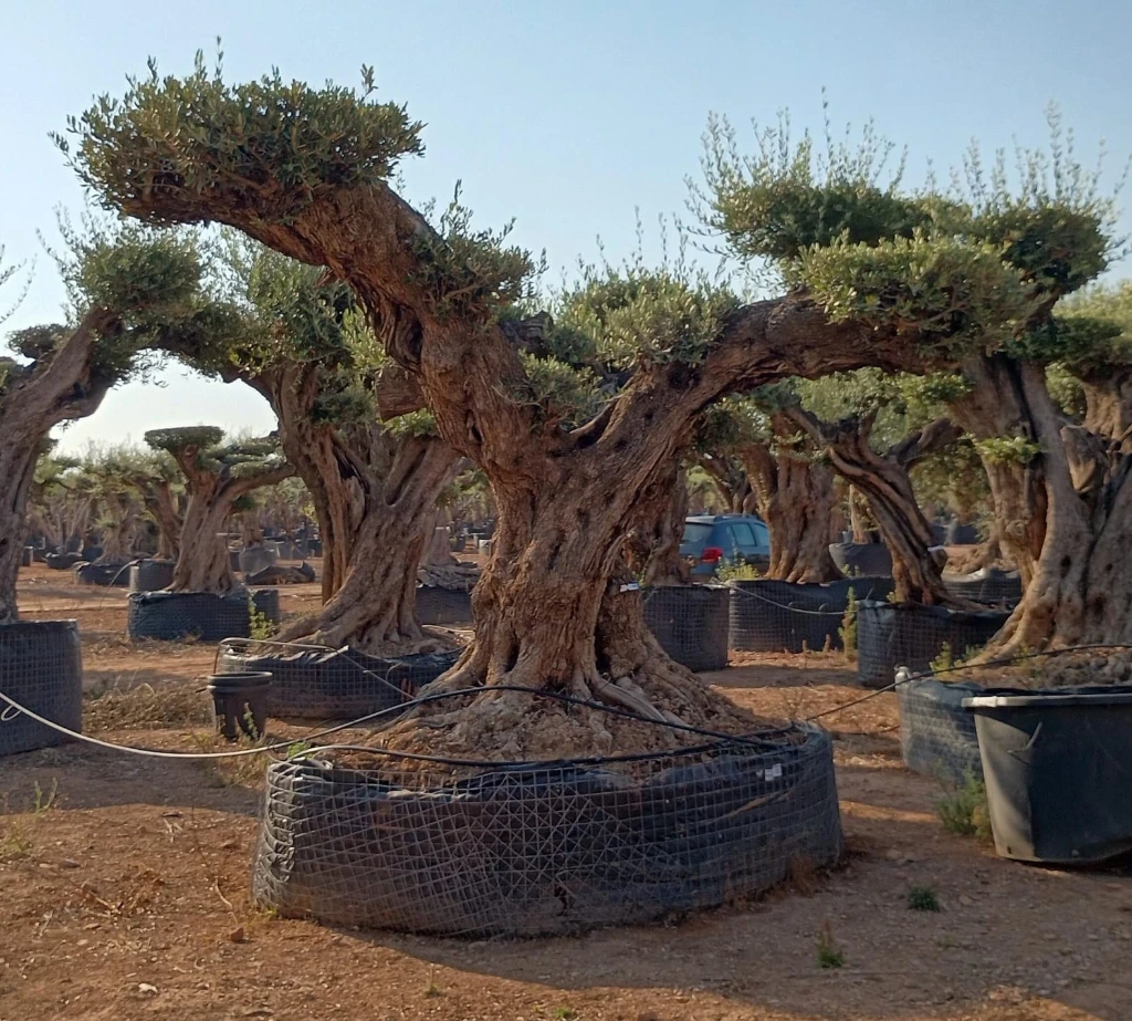 OPR13 - Olea Europaea Pompón ejemplar cent. REF 13 Malla Metálica