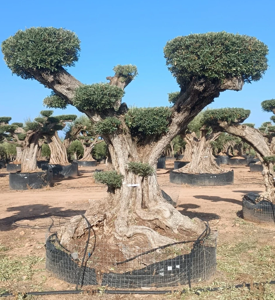 OPR13 - Olea Europaea Pompón ejemplar cent. REF 13 Malla Metálica