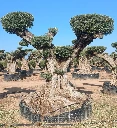 OPR13 - Olea Europaea Pompón ejemplar cent. REF 13 Malla Metálica
