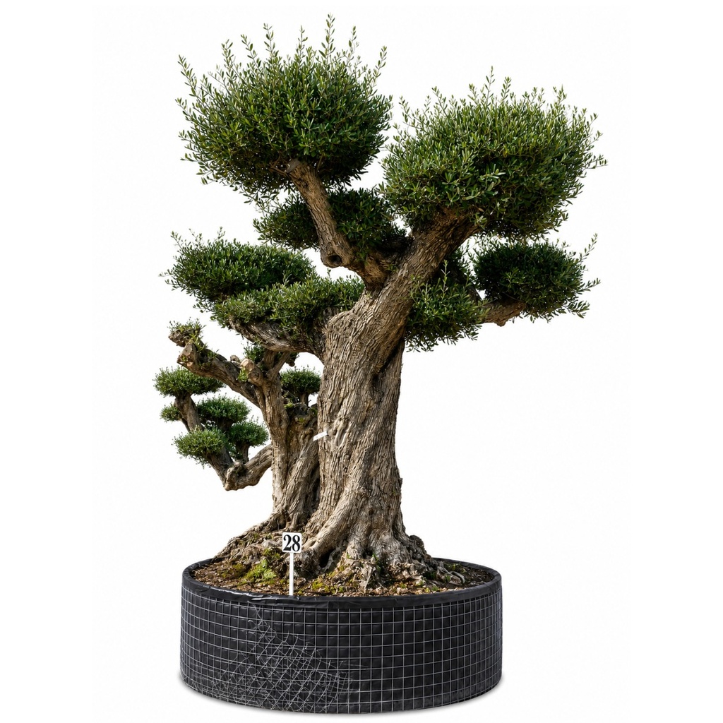 OPR14 - Olea Europaea Pompón ejemplar cent. REF 14 Malla Metálica (GENERICO [OPR14])