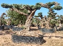 OPR14 - Olea Europaea Pompón ejemplar cent. REF 14 Malla Metálica