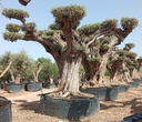 OPR14 - Olea Europaea Pompón ejemplar cent. REF 14 Malla Metálica