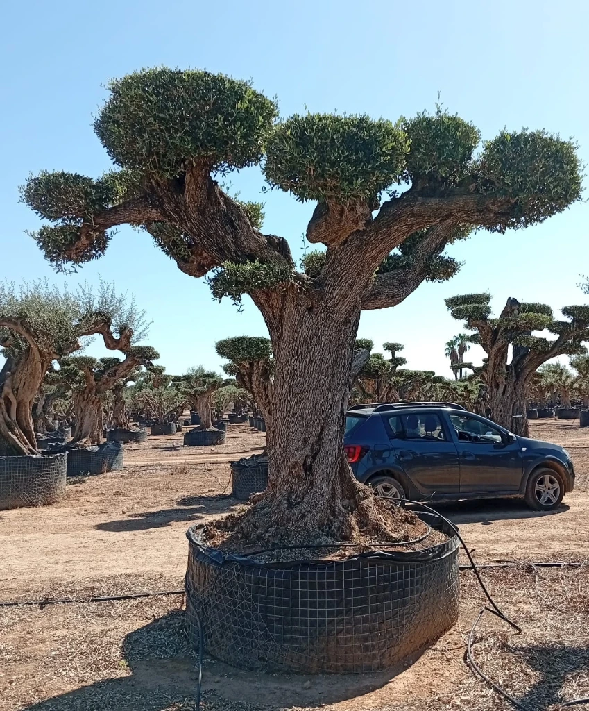 OPR14 - Olea Europaea Pompón ejemplar cent. REF 14 Malla Metálica