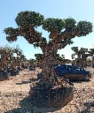OPR14 - Olea Europaea Pompón ejemplar cent. REF 14 Malla Metálica