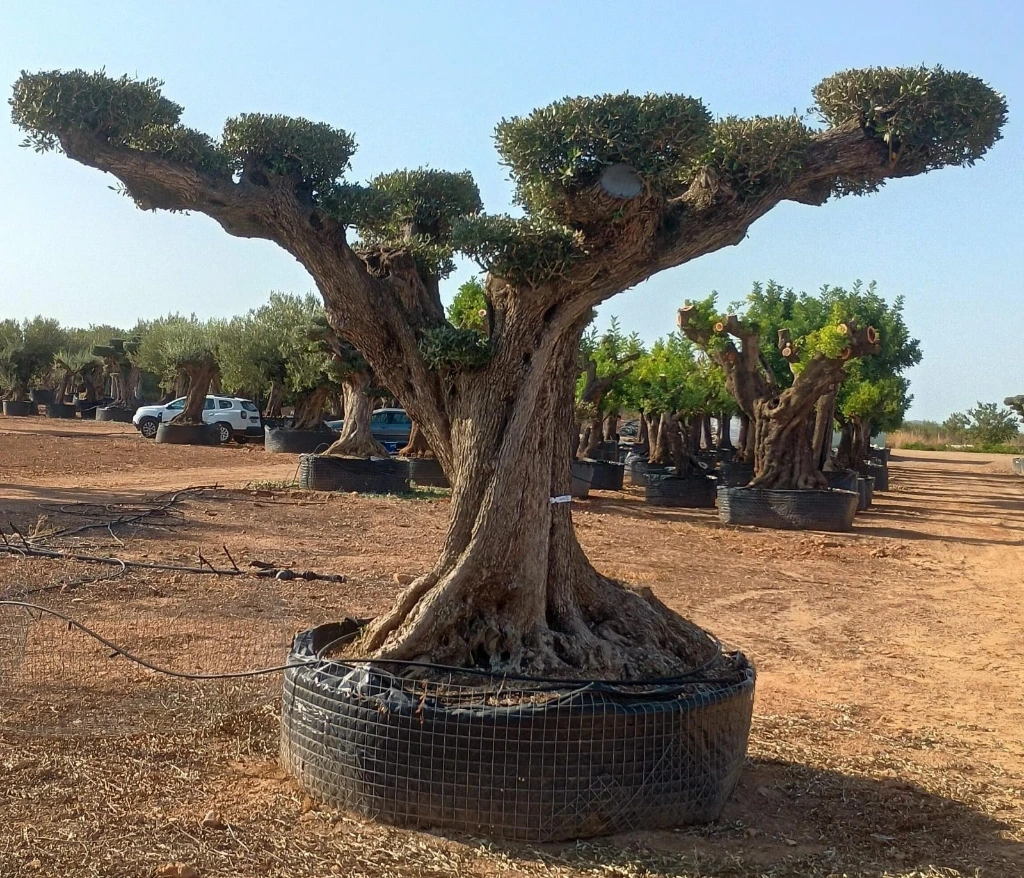 OPR15 - Olea Europaea Pompón ejemplar cent. REF 15 Malla Metálica