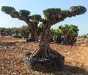 OPR15 - Olea Europaea Pompón ejemplar cent. REF 15 Malla Metálica