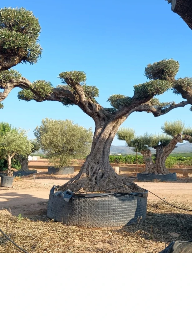 OPR15 - Olea Europaea Pompón ejemplar cent. REF 15 Malla Metálica