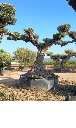 OPR15 - Olea Europaea Pompón ejemplar cent. REF 15 Malla Metálica