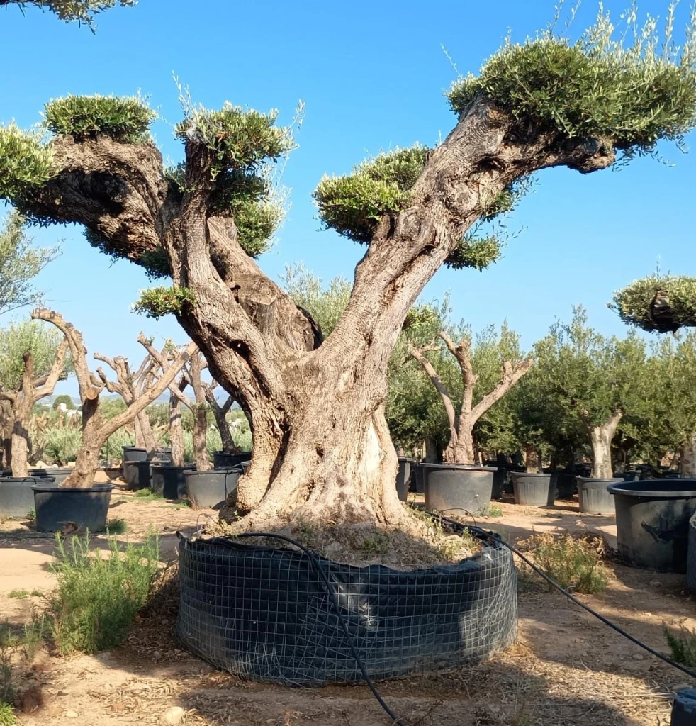 OPR15 - Olea Europaea Pompón ejemplar cent. REF 15 Malla Metálica