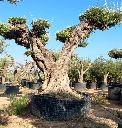 OPR15 - Olea Europaea Pompón ejemplar cent. REF 15 Malla Metálica