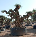 OPR15 - Olea Europaea Pompón ejemplar cent. REF 15 Malla Metálica