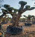 OPR15 - Olea Europaea Pompón ejemplar cent. REF 15 Malla Metálica
