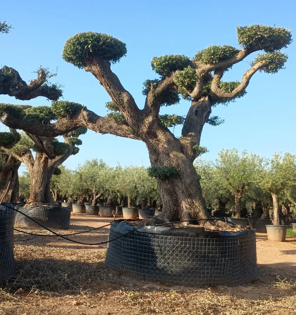 OPR15 - Olea Europaea Pompón ejemplar cent. REF 15 Malla Metálica