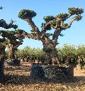 OPR15 - Olea Europaea Pompón ejemplar cent. REF 15 Malla Metálica