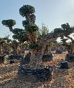 OPR15 - Olea Europaea Pompón ejemplar cent. REF 15 Malla Metálica
