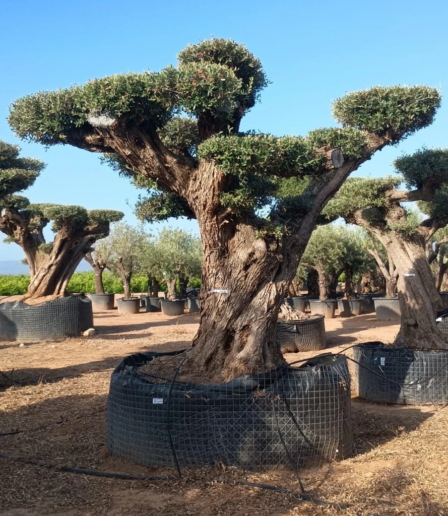 OPR15 - Olea Europaea Pompón ejemplar cent. REF 15 Malla Metálica
